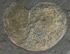 Ammonite Cluster (Harpoceras, Dactylioceras) - Germany #51342-1